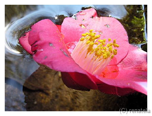 florial Japanese garden near Como lake.