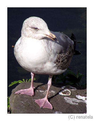 kiras Gull of St.Stephen's green in Dublin.