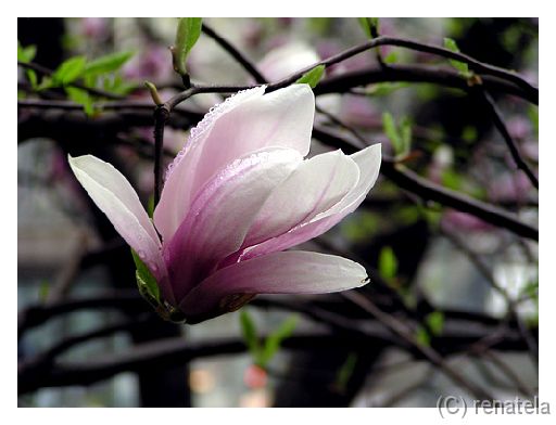 magnolija Milan in the beauty.