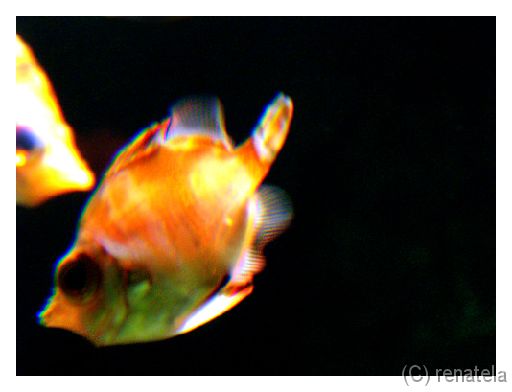 pelekas Newly re-opened old Milan's aquarium.