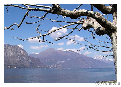 platani Como lake and platans.
