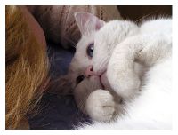 dviese My mom. My cat. My  home. Rietavas.