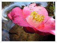 florial Japanese garden near Como lake.