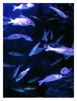 giluma Newly re-opened old Milan's aquarium.