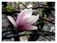 magnolija Milan in the beauty.