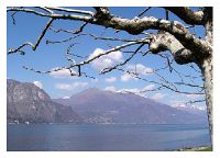 platani Como lake and platans.