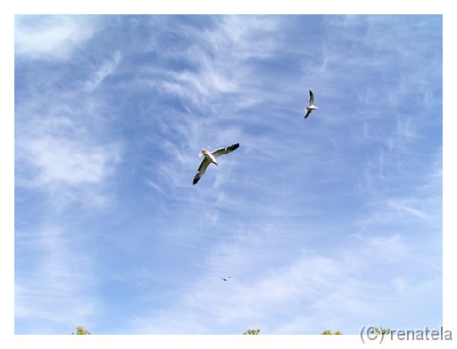 birdwatcher Sunday sky over Dublin going towards the Dublin's bay.