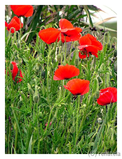 poppies Near the Dublin's bay.