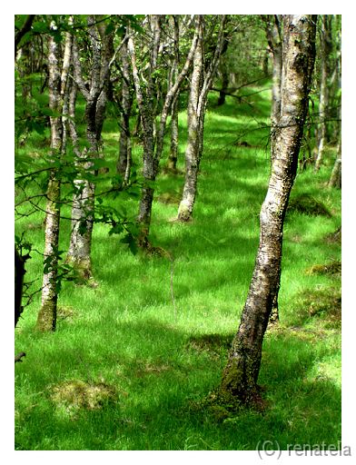 wicklow In the park  near the Glendalough, Wicklow county.