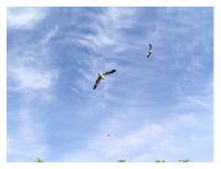 birdwatcher Sunday sky over Dublin going towards the Dublin's bay.