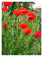 poppies Near the Dublin's bay.