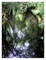 reflex In the park of Glendalough.