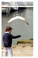 underwing Howth port - under the wing.