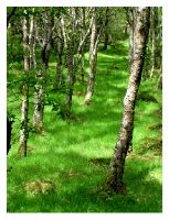 wicklow In the park  near the Glendalough, Wicklow county.