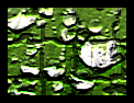 acqthumb.gif