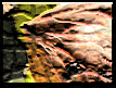 macthumb.gif