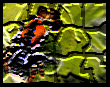 maythumb.gif